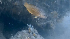 Oxycheilinus digramma