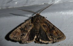 Ichneutica skelloni