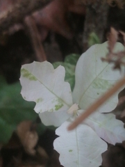 Quercus robur