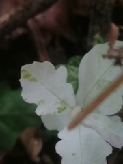 Quercus robur