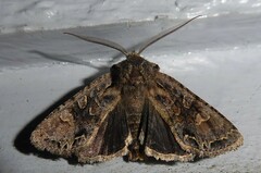 Ichneutica skelloni