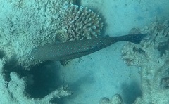 Plectropomus pessuliferus