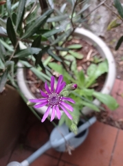 Senecio speciosus