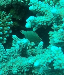 Oxymonacanthus halli