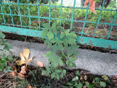 Ampelopsis aconitifolia