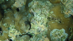 Cirripectes polyzona