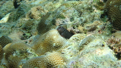 Cirripectes polyzona