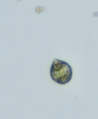 Scrippsiella