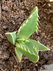 Faucaria
