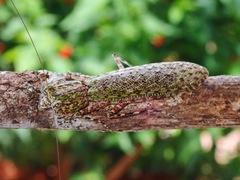 Humbertiella ocularis