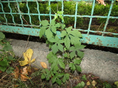 Ampelopsis aconitifolia