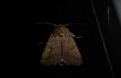 Proteuxoa tetronycha