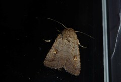 Proteuxoa tetronycha