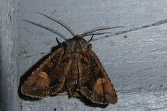 Ichneutica skelloni