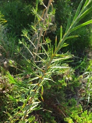 Acanthocarpus