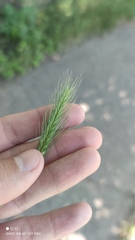 Hordeum murinum