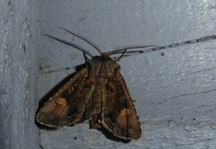 Ichneutica skelloni