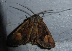 Ichneutica skelloni