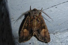 Ichneutica skelloni