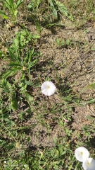 Convolvulus arvensis