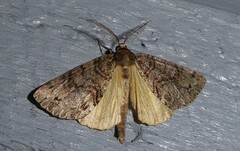 Pseudocoremia suavis