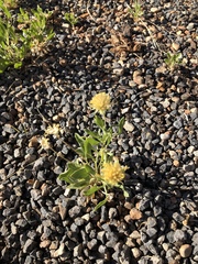 Gaillardia spathulata