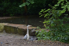 Ardea cinerea
