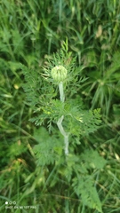 Daucus carota