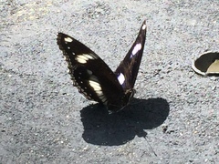 Hypolimnas bolina