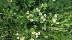 Erigeron annuus