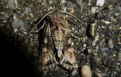 Ichneutica insignis