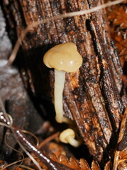 Vibrissea dura