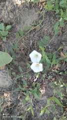 Convolvulus arvensis