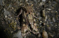 Ichneutica insignis