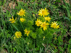 Adonis vernalis