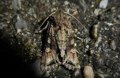 Ichneutica insignis