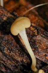 Vibrissea dura