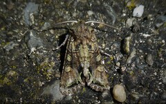 Ichneutica insignis