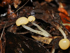 Vibrissea dura