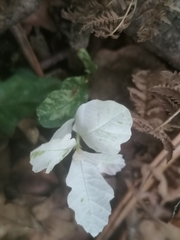 Quercus robur