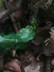 Quercus robur