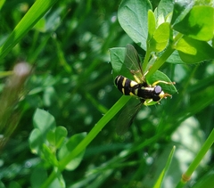 Xanthogramma pedissequum