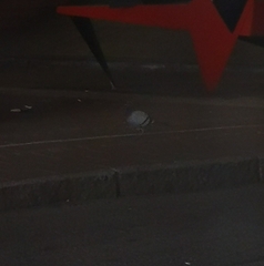 Columba livia domestica