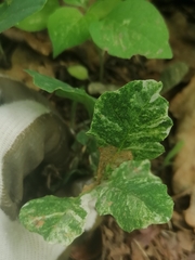 Quercus robur