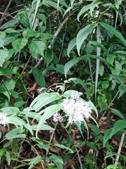 Eupatorium chinense tozanense