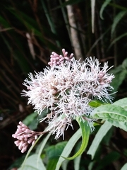 Eupatorium chinense tozanense