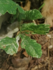 Quercus robur