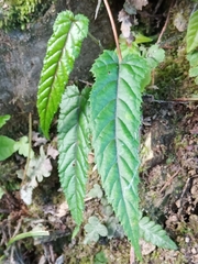 Rubus kawakamii