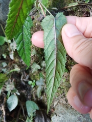 Rubus kawakamii