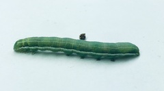 Orthosia gothica